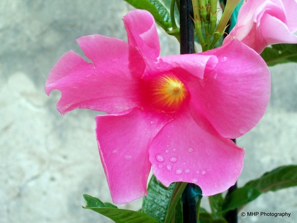 Mandevilla
