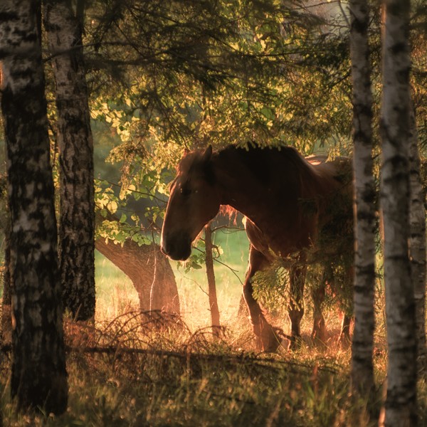 The horse and the sunset