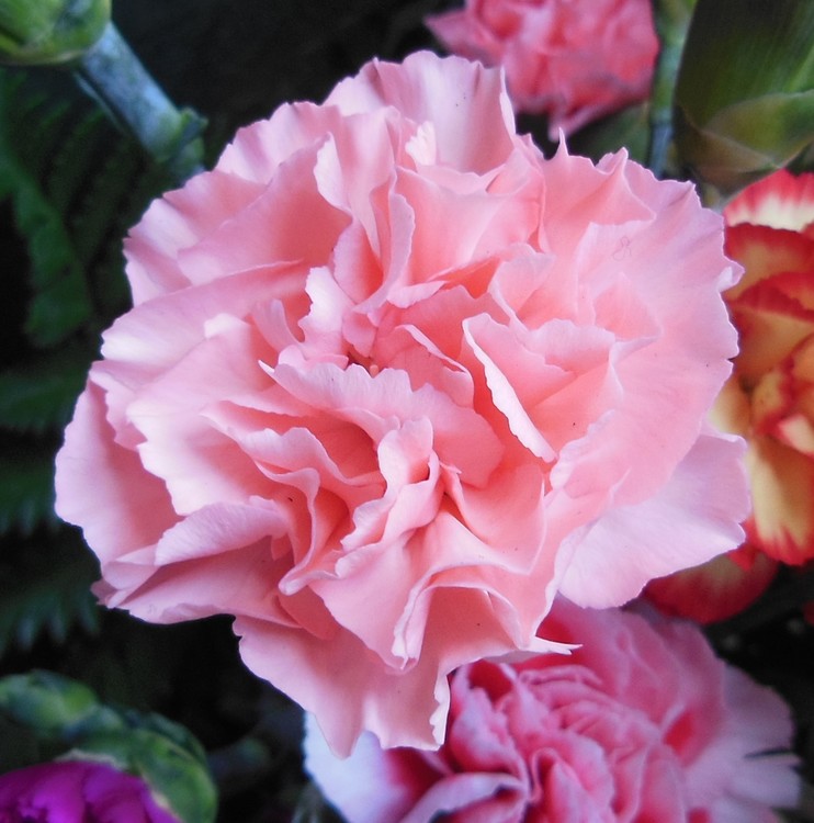PINK CARNATION