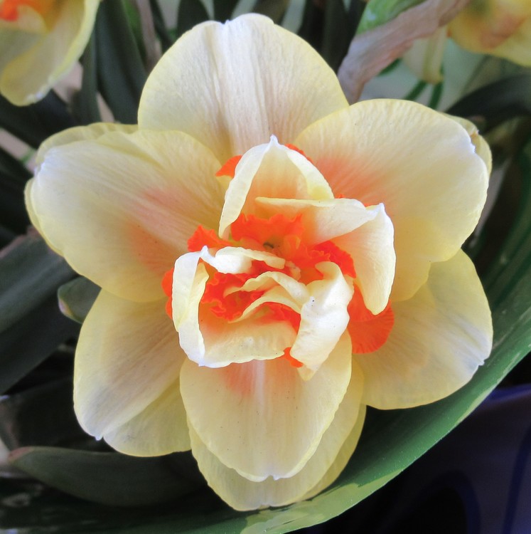 SPRING BEAUTY