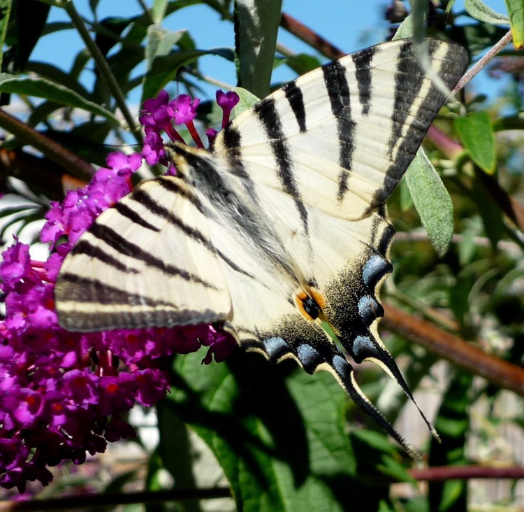 TIGER SWALLOWTAIL