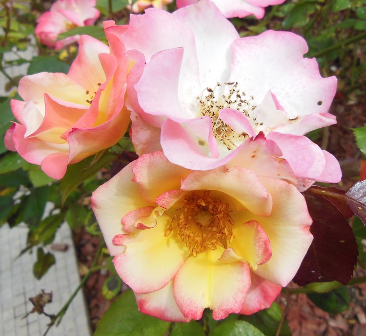 SOME ROSES FOR YOU