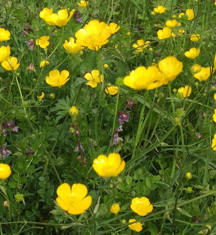 BUTTERCUPS