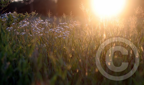 Evening Glow