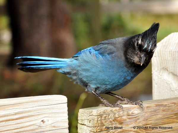 Steller Jay