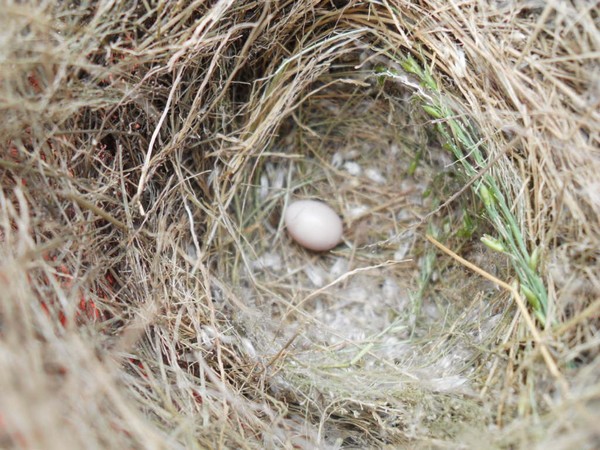 egg in nest
