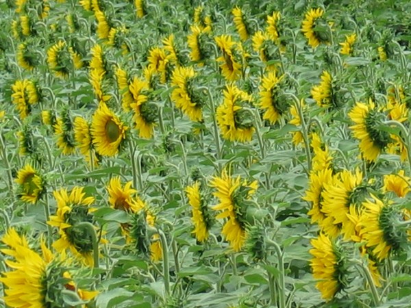 Girasoli