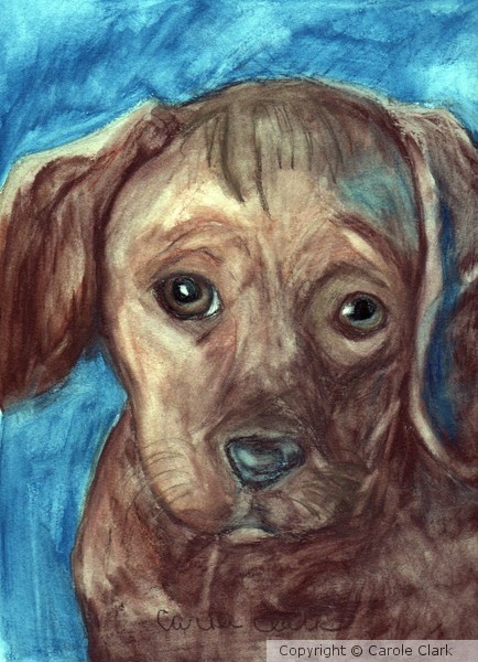 Snookie