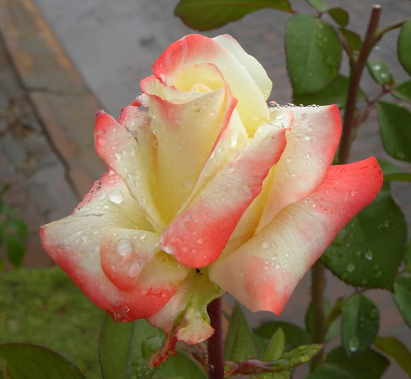 Wet rose 1