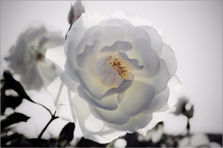 Rosa Blanca 4 final cut