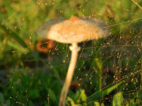 Lone Mushroom