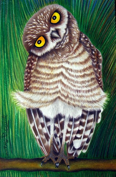 Burrowing Owl
