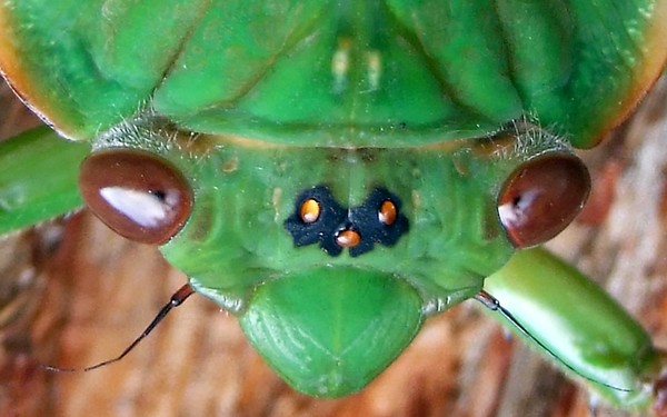 Cicada