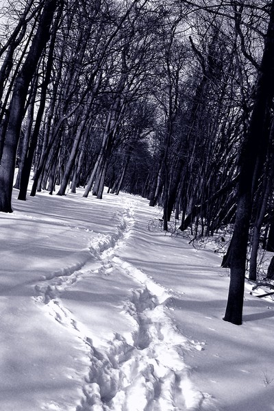 Down the Path