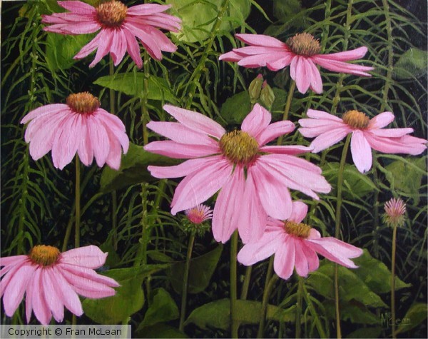 wildflower garden