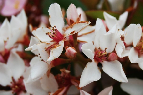 Little Flowers