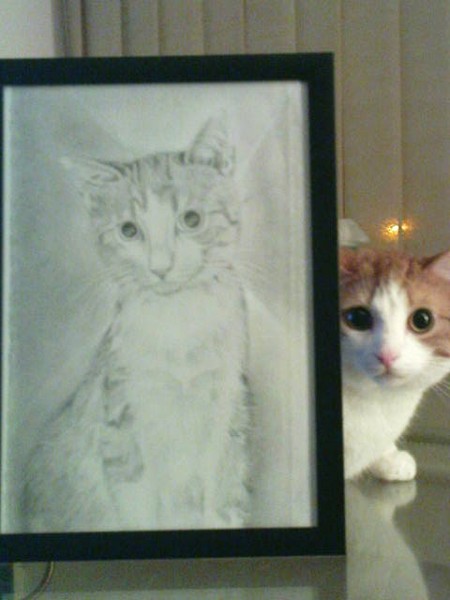 Pet Portrait of Boo 