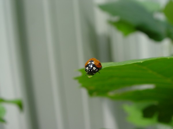 On The Edge