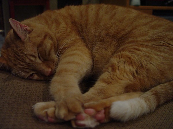 Cheeto napping...