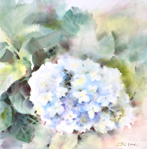 Hydrangea