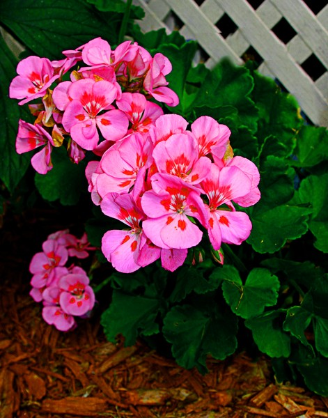 Geranium. ne1008