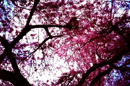 Blossom