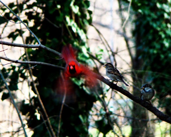 Red Alert! Cardinal, Incoming. 9084 8x10