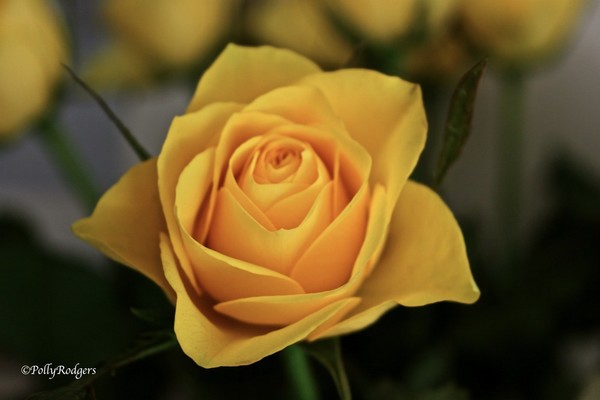 Yellow Rose