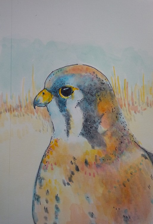 kestral study from field