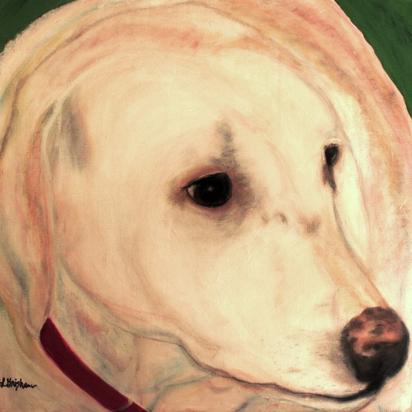 White Labrador