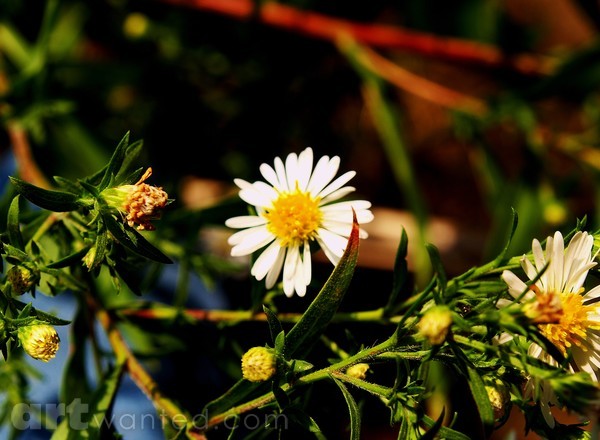WOODED WILD FLOWER