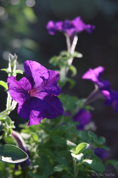 The Color Purple