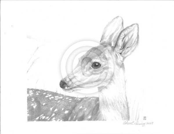 Fawn