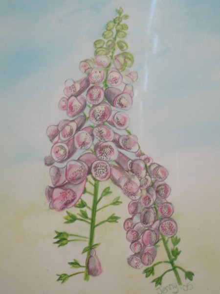 foxgloves