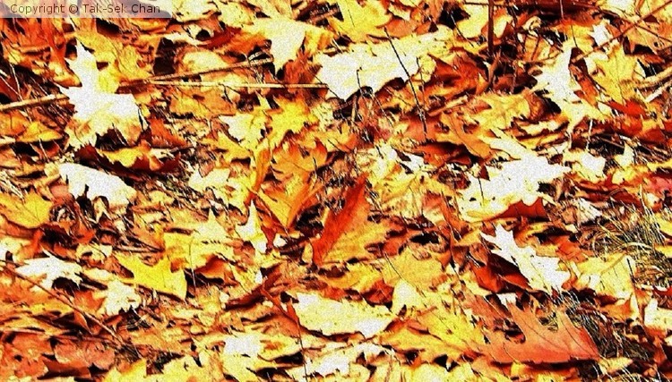 Fallen Leaves