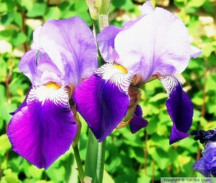 Iris tectorum, 04-27-2019