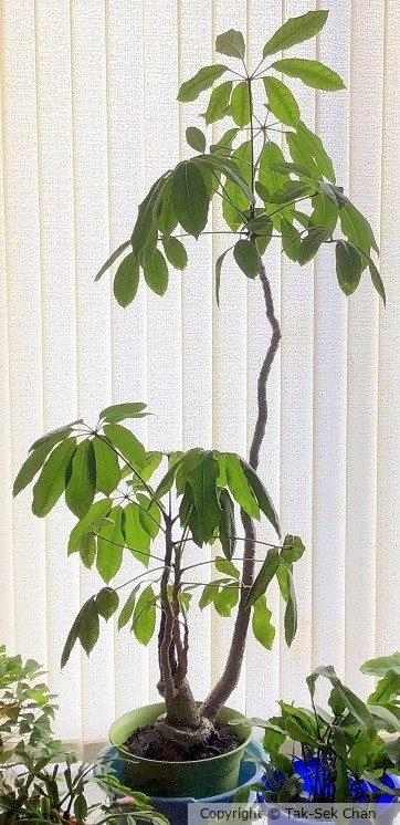 Fortune Tree  (Pachira aquatica) growing since 1973