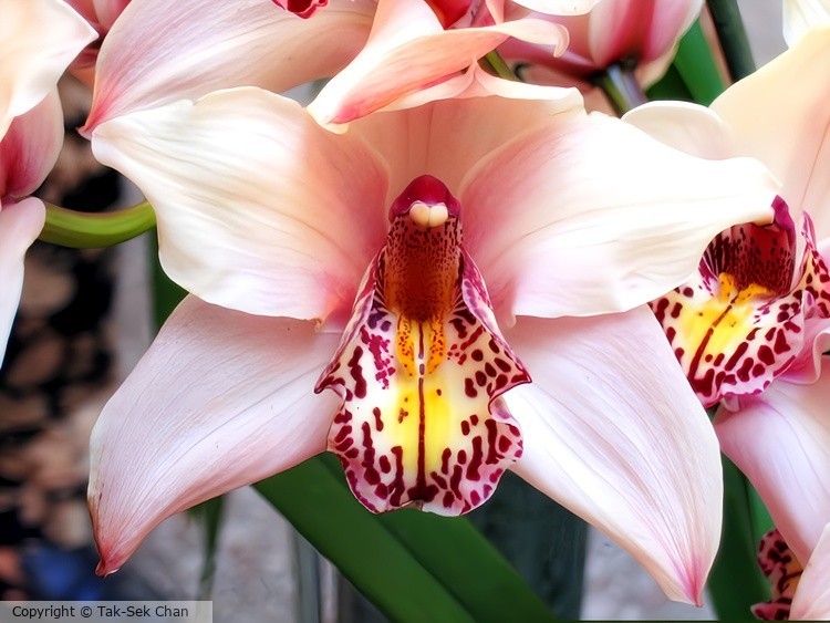 Tiger-Head Orchid (Cymbidium hookerianum) 04-20-2006
