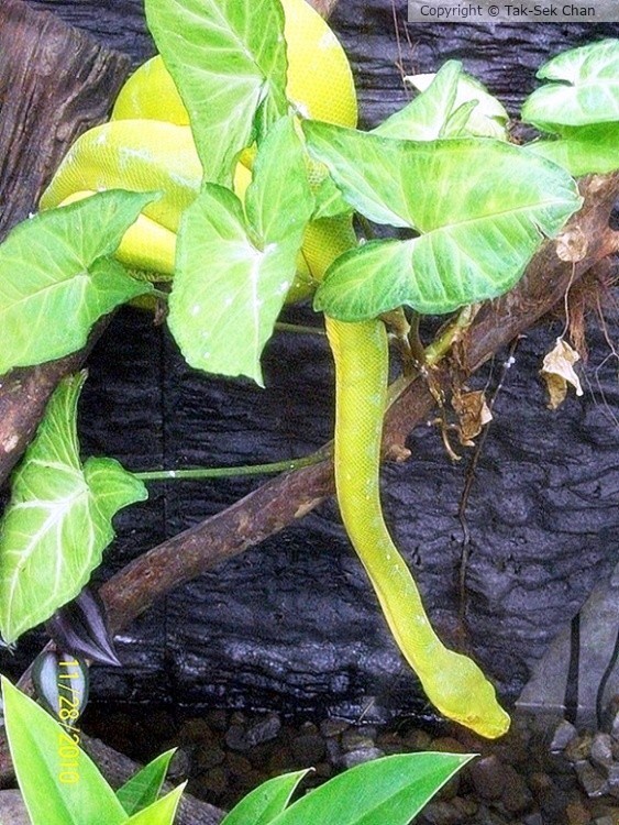Green Tree Python (Morelia virdis) Taiwan 11-28-2010