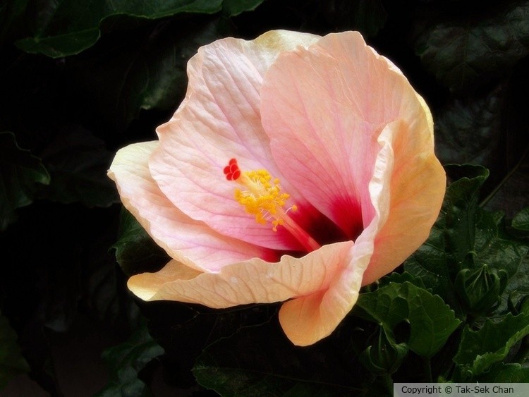 Hibiscus rosa-sinensis, HB 07-10-2024