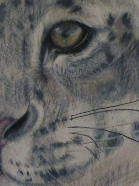 Snow Leopard