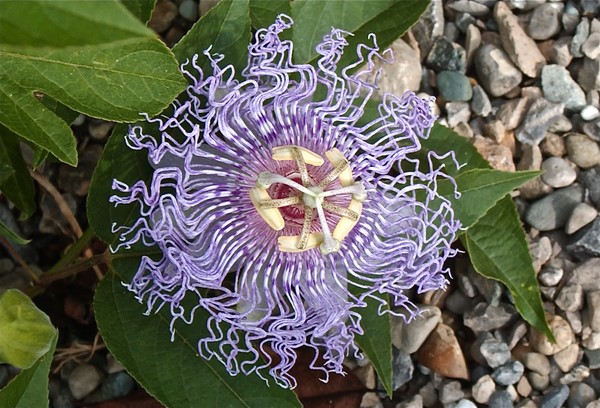 Passion Flower