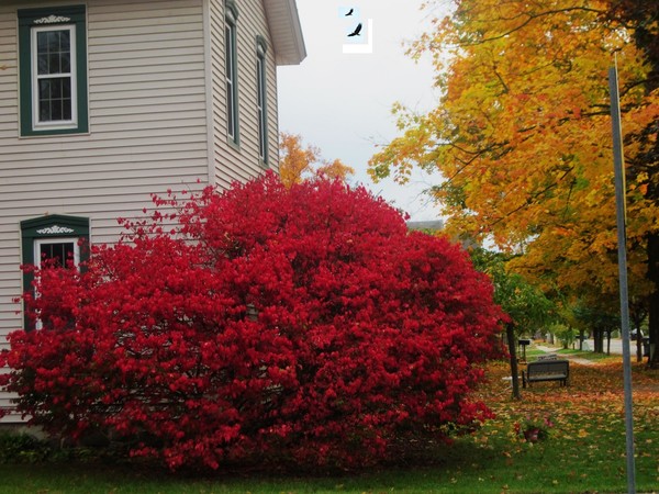colorful yard