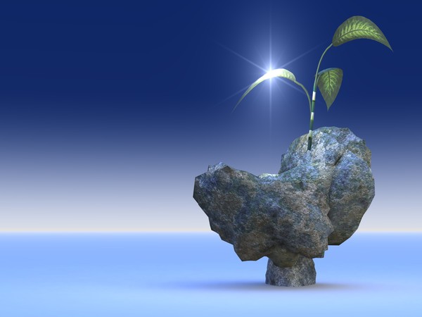 PlantFromRock2