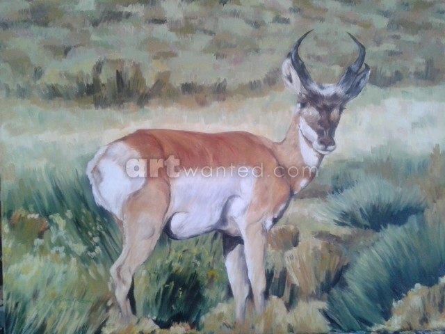 antelope 6