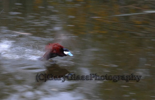 Ruddy in Motion