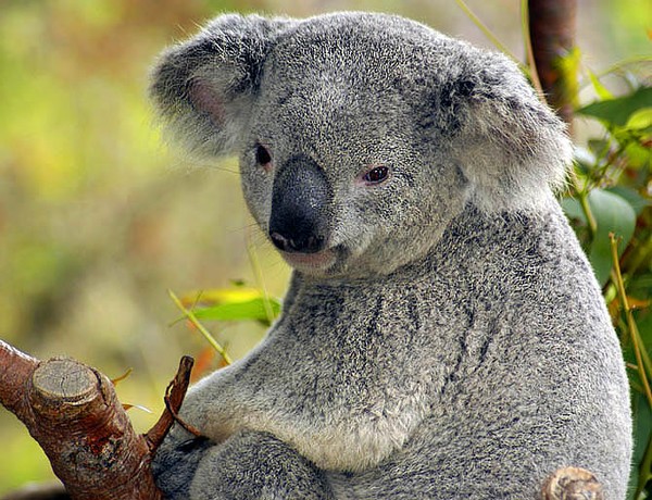 Koala Portrait