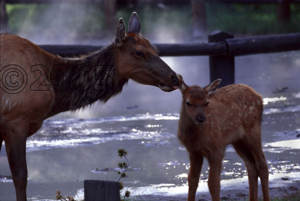 A Mothers Kiss