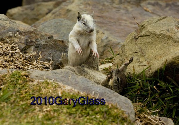 NOSFERATU  (Even Squirrels Fear Vampires)