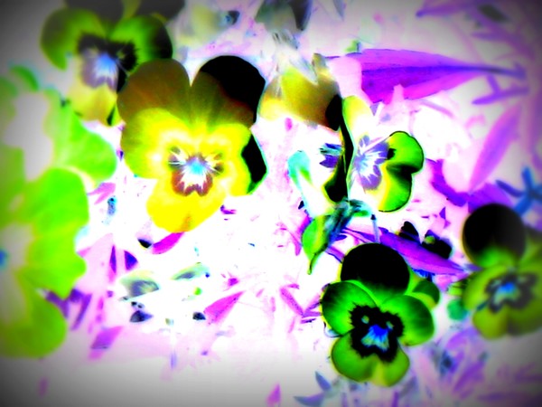 Violets